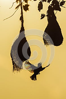 Baya Weaver in Minneriya national park, Sri Lanka