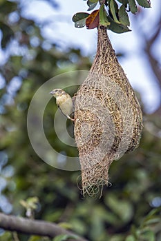 Baya Weaver in Minneriya national park, Sri Lanka