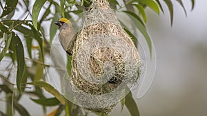 Baya Weaver On Nest