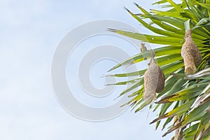 Baya Weaver Nest photo