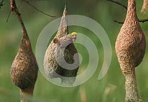 Baya weaver with nest Colony