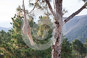 Baya weaver nest photo