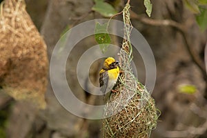 Baya weaver with nest, Ploceus philippinus, Pune. Maharashtra, India