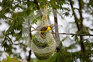 Baya Weaver nesting in a colony near Bangalore India.