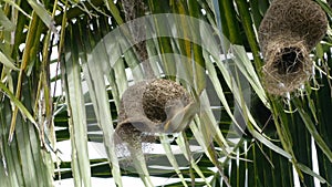 Baya weaver or Ploceus philippinus bird going in and out of its hanging nest.