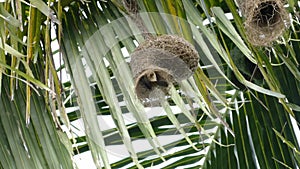 Baya weaver or Ploceus philippinus bird going in and out of its hanging nest.