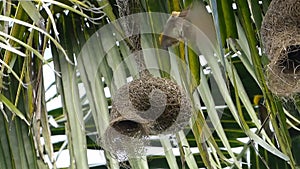 Baya weaver or Ploceus philippinus bird going in and out of its hanging nest.