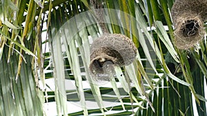 Baya weaver or Ploceus philippinus bird going in and out of its hanging nest.