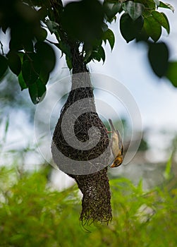 Baya weaver, Ploceus philippinus Bird Weaving it`s nest