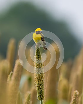 Baya weaver Ploceus philippinus feeding on Pearl Millet Corn near Saswad in Maharashtra