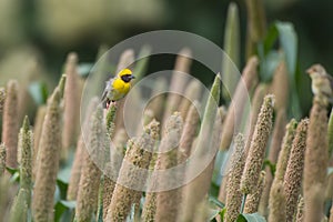 Baya weaver Ploceus philippinus feeding on Pearl Millet Corn near Saswad in Maharashtra