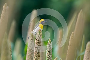 Baya weaver Ploceus philippinus feeding on Pearl Millet Corn near Saswad in Maharashtra