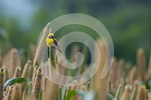 Baya weaver Ploceus philippinus feeding on Pearl Millet Corn near Saswad in Maharashtra