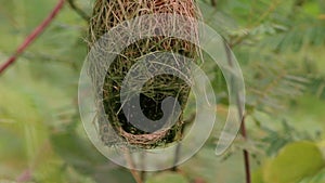 Baya weaver (Ploceus philippinus) nest