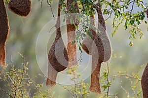 Baya weaver or Ploceus philippinus nesting colony