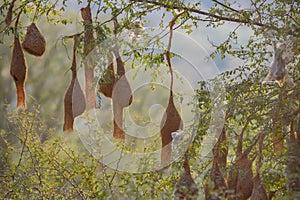 Baya weaver or Ploceus philippinus nesting colony