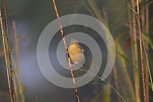 Baya weaver Ploceus philippinus perching on the grass twig in the Forest