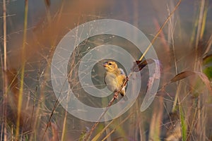 Baya weaver Ploceus philippinus perching on the grass twig in the Forest