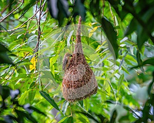 Baya Weaver ploceus philippinus perching on the nest