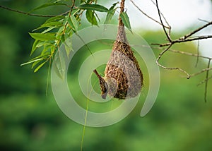 Baya Weaver ploceus philippinus perching on the nest