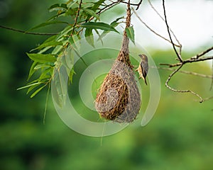 Baya Weaver ploceus philippinus perching on the nest