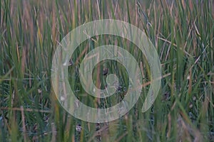 Baya weaver Ploceus philippinus Sparrow Flock in the Reeds