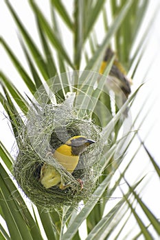 Baya weaver photo