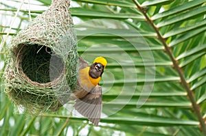 Baya weaver sitting on its nest making a call