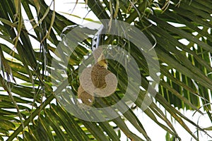 Baya weavers constructing its nest on coconut tree