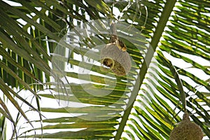 Baya weavers constructing its nest on coconut tree