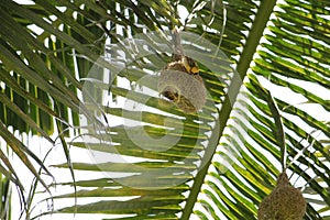 Baya weavers constructing its nest on coconut tree