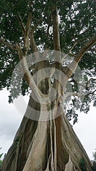 Bayan Ancient Tree In Bali: The Kayu Putih Giant Tree