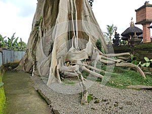 Bayan Ancient Tree In Bali: The Kayu Putih Giant Tree