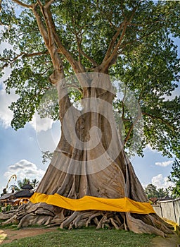 Bayan Ancient Tree or Kayu Putih Giant Tree In Bali, Indonesia photo