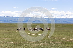 Bayanbulak Grasslands in Xinjiang