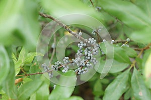 Bayberries Myrica pensylvanica on plum Island, Newburyport MA