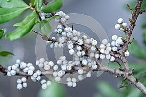 Bayberry branch berry detail with soft background