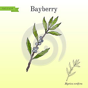 Bayberry Myrica cerifera , medicinal plant photo