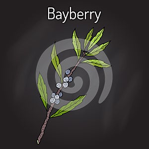 Bayberry Myrica cerifera , or southern wax myrtle, candleberry, tallow shrub.