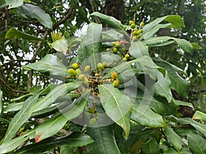 Bayberry on tree, Closeup shot of kafal Myrica esculenta in hilly area
