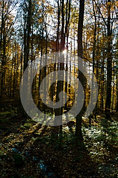 Bayerisher Wald natural park: autumnal wood