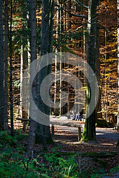 Bayerisher Wald natural park: autumnal wood