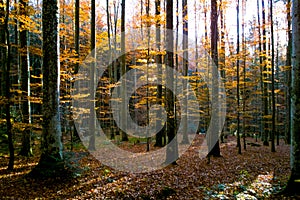Bayerisher Wald natural park: autumnal wood photo