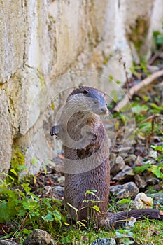 Bayerisher Wald natural park: otter