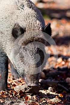 Bayerisher Wald natural park: wild boar
