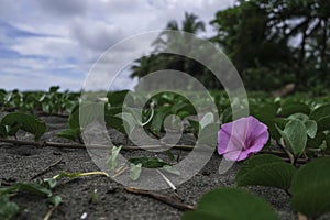 Bayhops flower at the beach of Tortuguero, Costa Rica