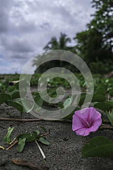 Bayhops flower at the beach of Tortuguero, Costa Rica