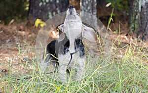 Baying Beagle Rabbit hunting hound dog barking