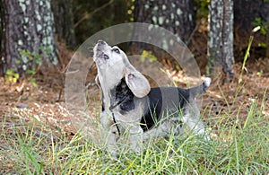 Baying Beagle Rabbit hunting hound dog barking