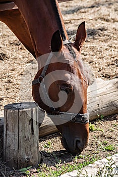 A baying horse nibbles sparse grass, sticking its head through the fence